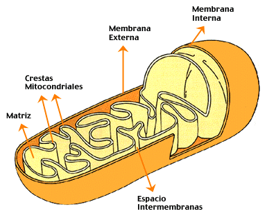 Cell structures - The Structure of a Cell